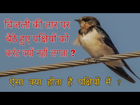 वीडियो: क्या ब्लूबर्ड अन्य पक्षियों को मारते हैं?