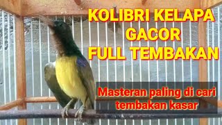 masteran korlap gacor full tembakan ampuh buat pancingan dan masteran #kolibrikelapa #hummingbird