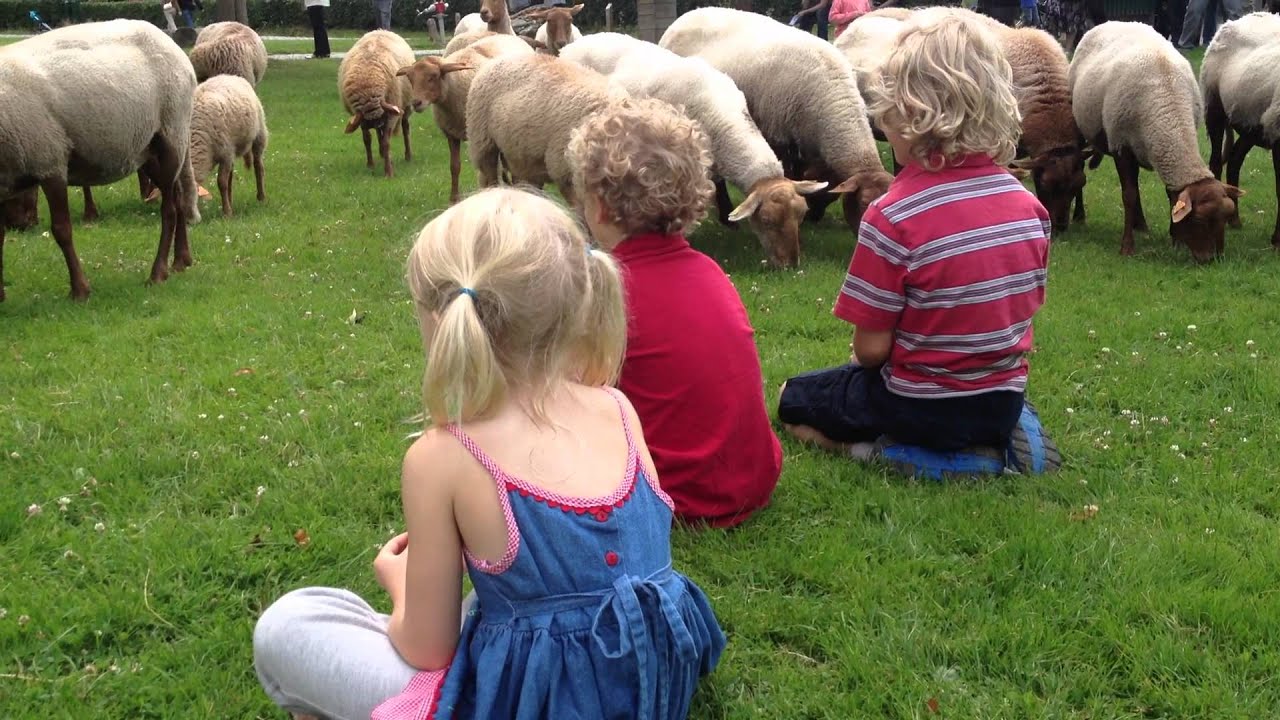 dark sheep attack dark sheep attack