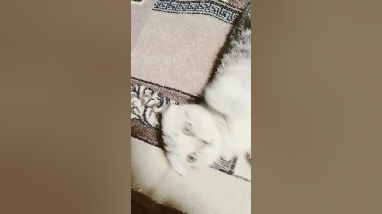 мяуу - YouTube