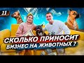 Передержка животных. Выгул собак. Бизнес на передержке собак