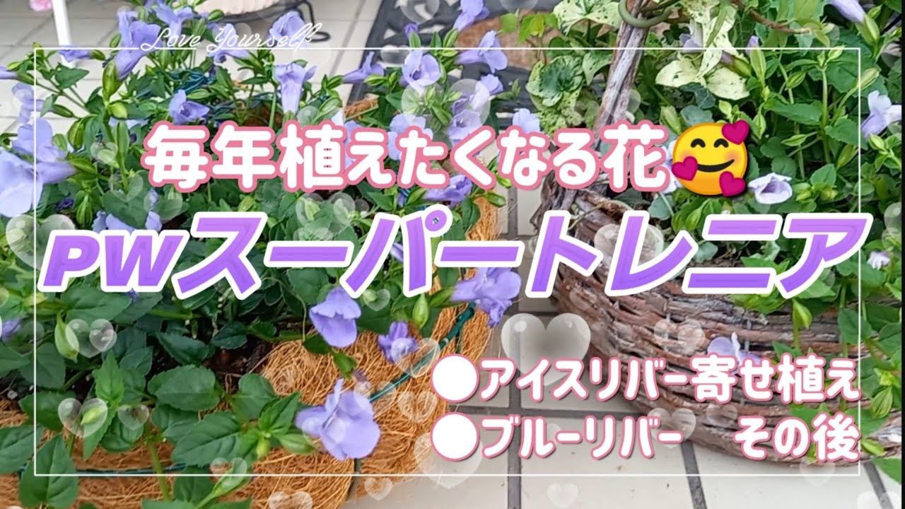 【スーパートレニア】一度植えたら毎年見たくなる😊強くて涼しげ💮晩秋まで大満足😊