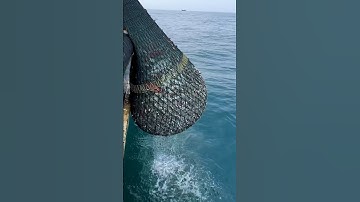 5 tons fishes caught on the boat Trawlnet fishing #thenkadalmeenavan #shorts