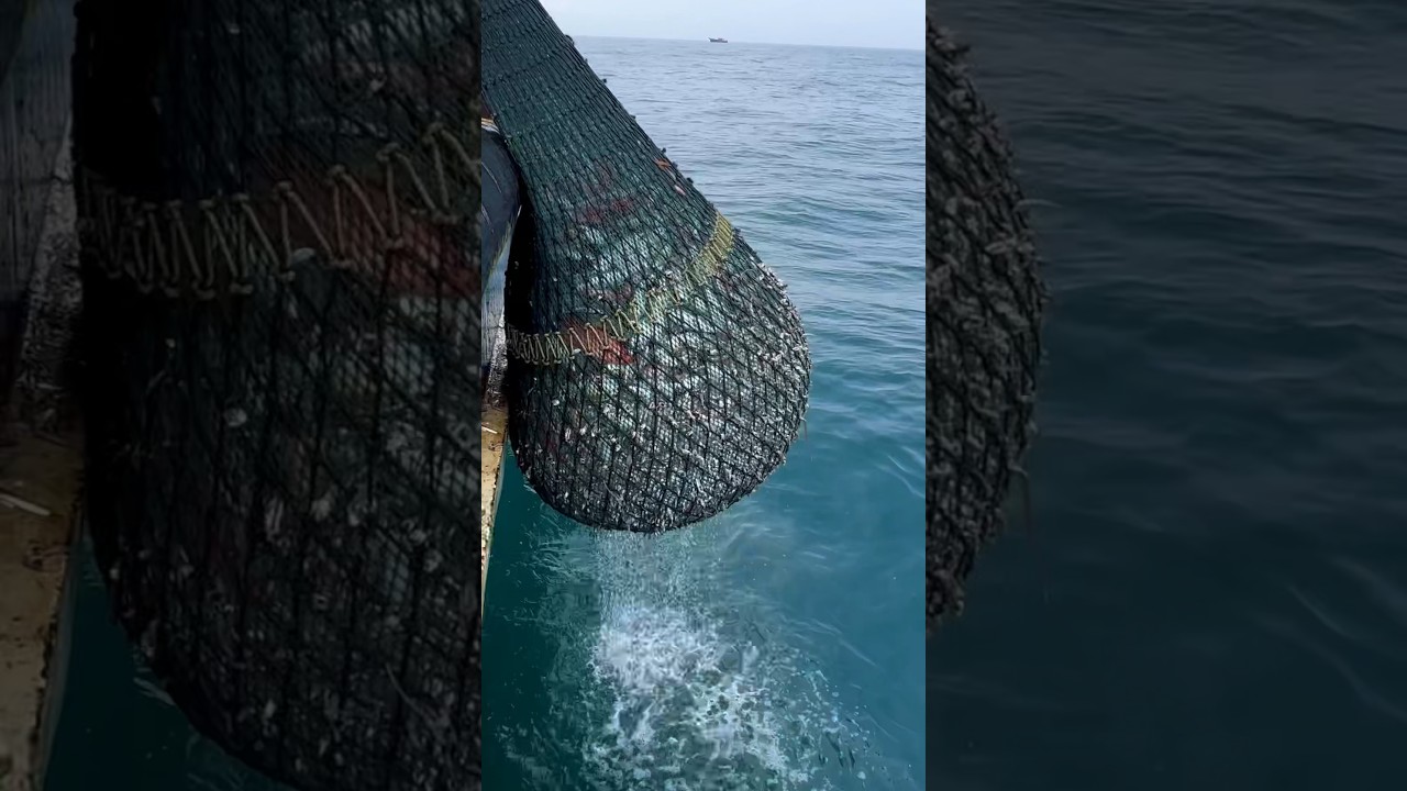 5 tons fishes caught on the boat Trawlnet fishing #thenkadalmeenavan #shorts