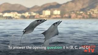 Why Do Mobula Rays Jump Out of the Water (Costa Rica)