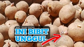 CIRI- CIRI BIBIT KENTANG UNGGUL