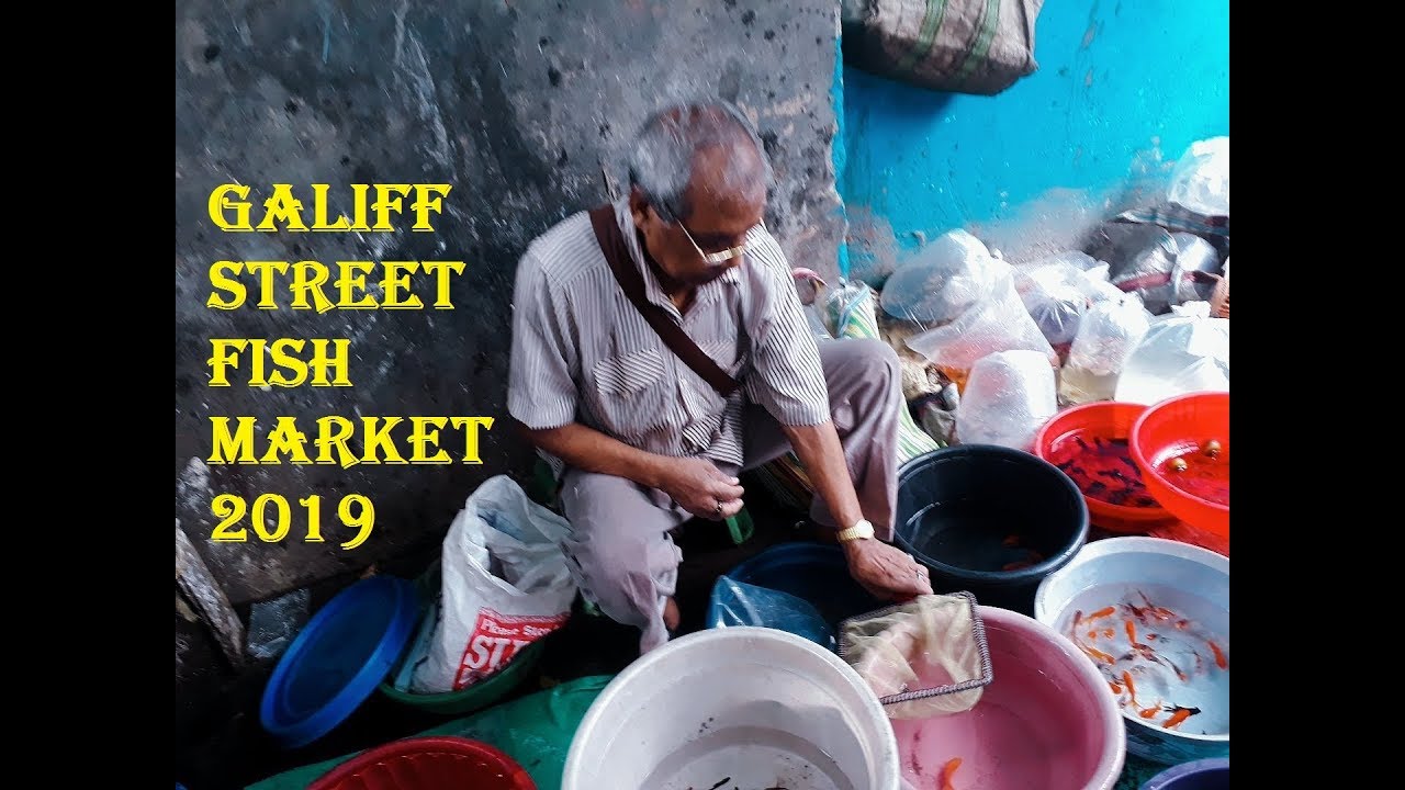 #fishbra Galiff Street|Fish/Gold Fish/Molly/Crocodile|Guppy| July 2019|Kolkata Animal Market