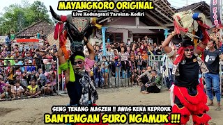 Banteng Suro Ngamuk ❗ Awas Kena Keprok Jaranan MAYANGKORO ORIGINAL Live Kedungsari Tarokan Kediri