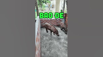 Nuôi heo rừng lai: Bí quyết thu nhập ổn định mỗi tháng #nuoiheorunglai #nongnghiepxanhbinhdinh