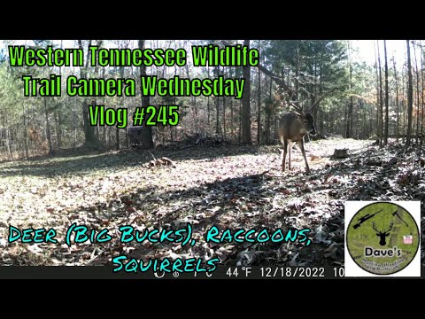 Western Tennessee Wildlife Trail Camera Wednesday - Vlog #245