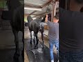 Horse Gets Sprayed Shorts Tiktok 
