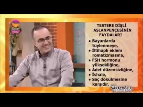 Prof Saracoglu Ile Ruh Ve Beden Sagligi Testere Disli Aslanpencesi Nin Faydalari Youtube