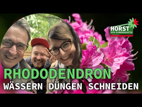 So wird Dein Rhododendron wieder kräftig | Horst sein Schrebergarten