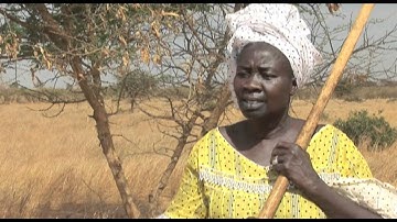 Turning the tide on desertification in Africa