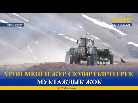 Video: Үрөн менен көбөйтүлүүчү оңой бөлмө өсүмдүктөрү - Уруктан бөлмө өсүмдүктөрүн өстүрүү