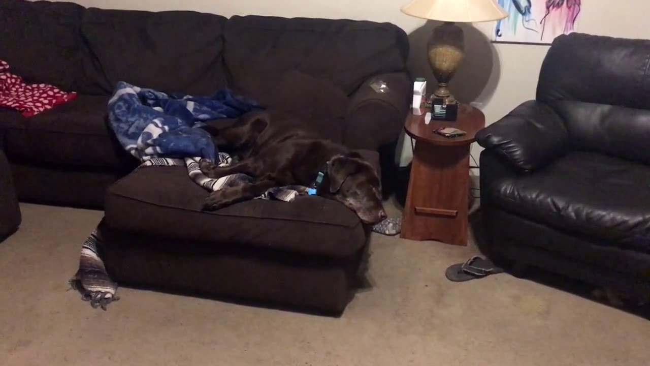 rumble video upload SLEEPY DOG HAS NIGHTMARE!