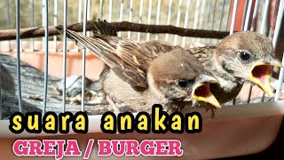 suara anakan burung greja minta makan