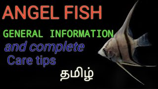 Angel fish - short review and care tips for beginers in tamil