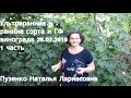 1фильм 25.07.2016 ультраранние и ранние сорта винограда на участке Пузенко Н.Л.