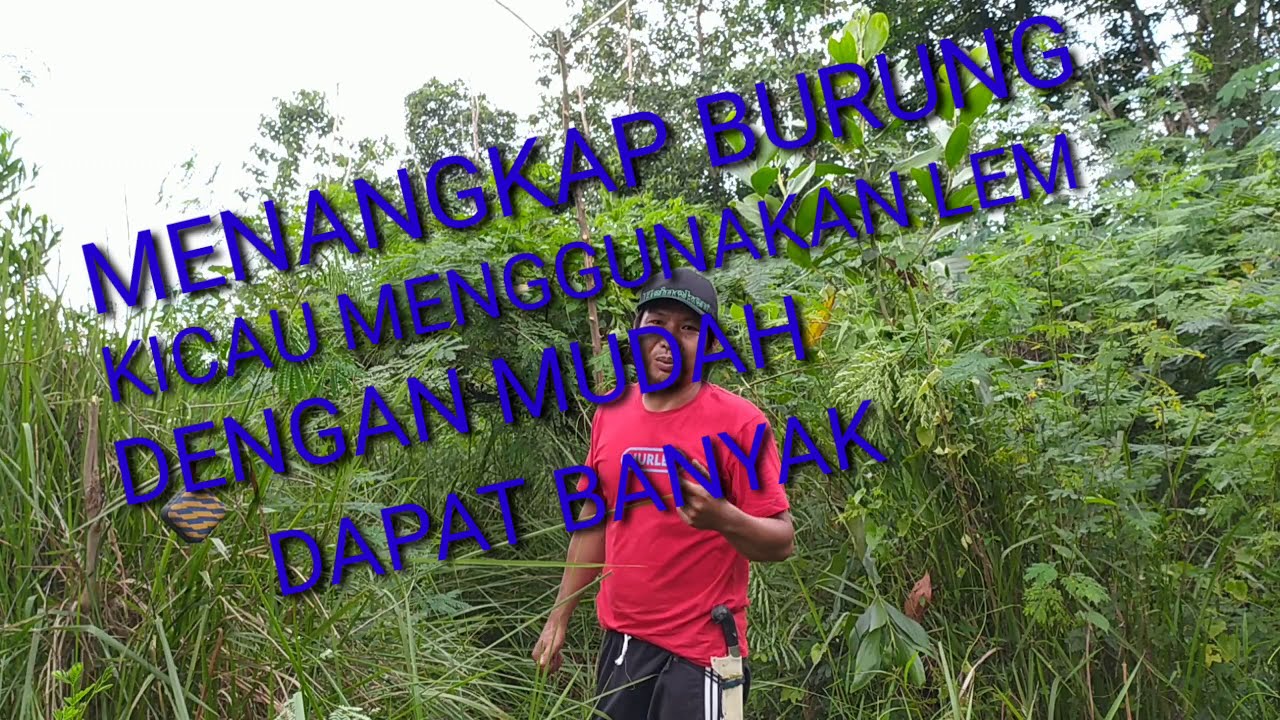 Cara Menagkap burung kicau dan burung kecil - kecil menggunakan lem