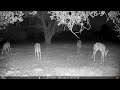 Unseen Backyard Wildlife VooPeak TC37 Trail Camera Highlights 20260418 G