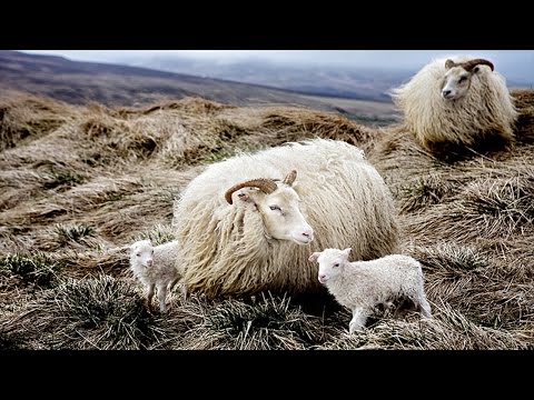 Video: Pse Nuk Mund Të Bësh Një Dhuratë