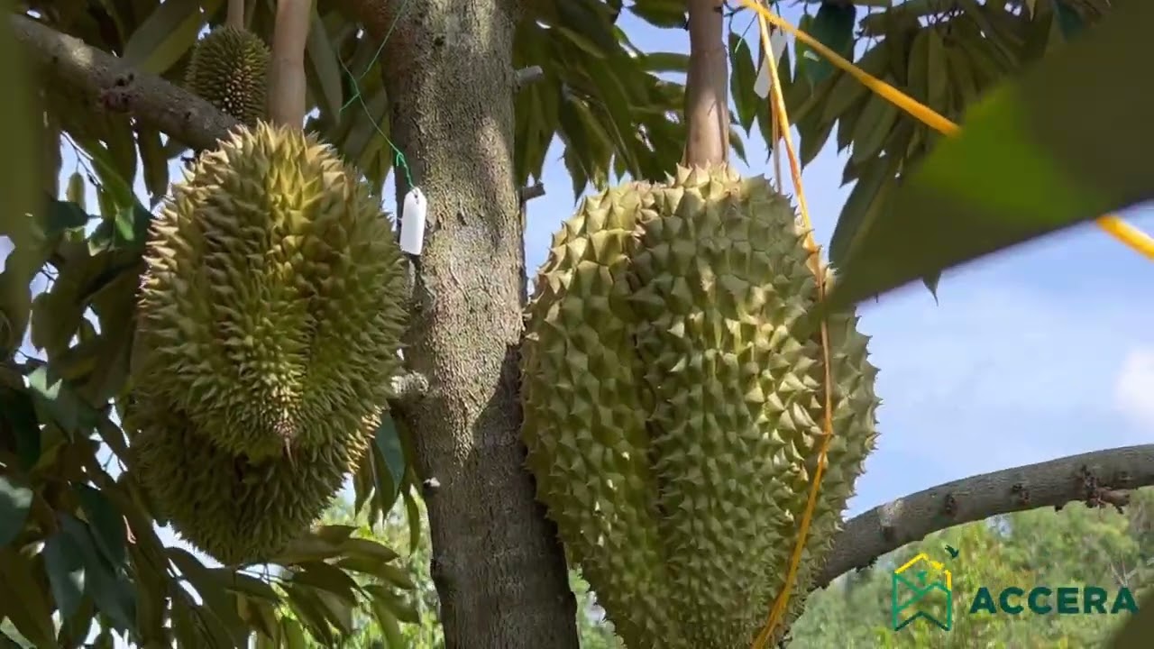 Accera ทุเรียน