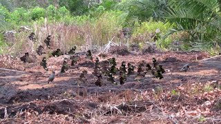 gak pernah sepi poin, mikat burung jalak kebo