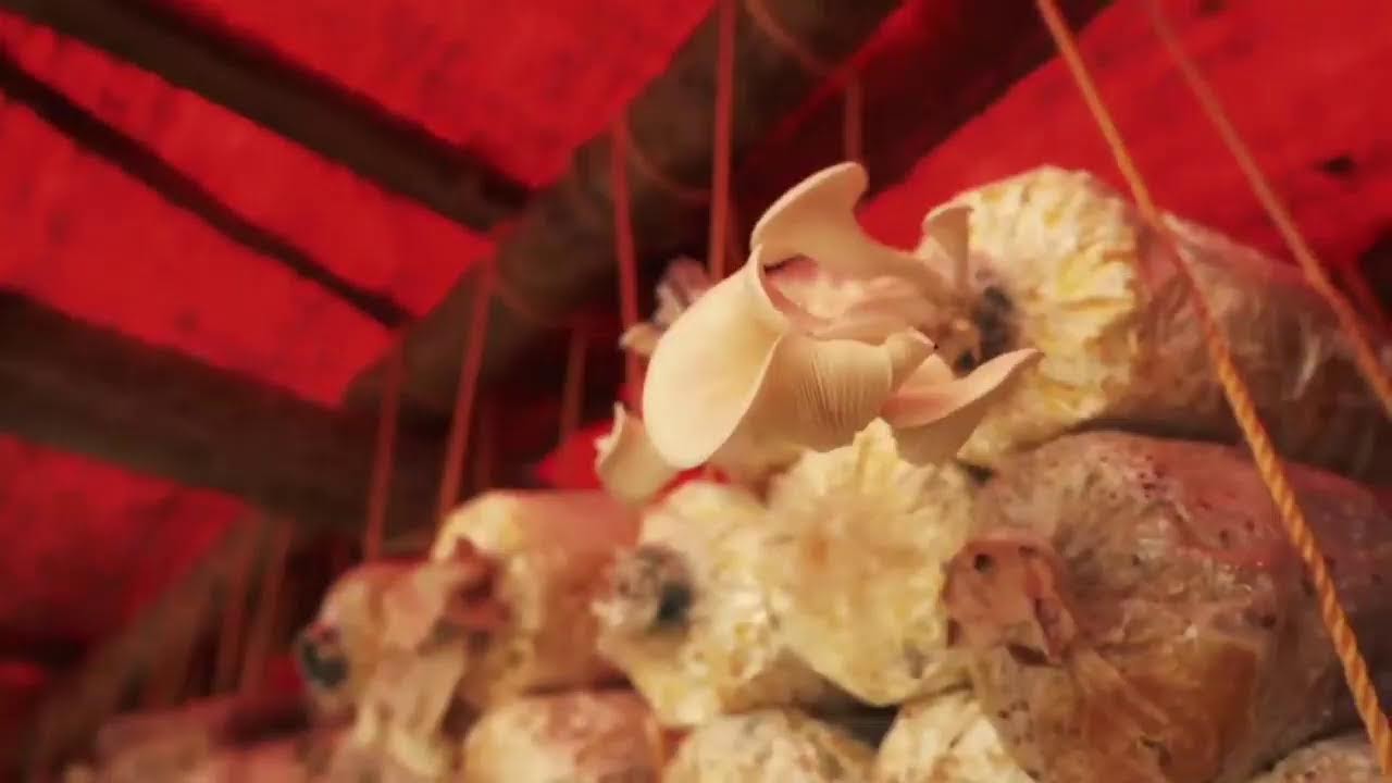 Episode 277: 2025 Recap