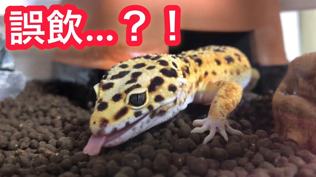 床材を変えたら土を食べはじめました レオパ飼育 Youtube