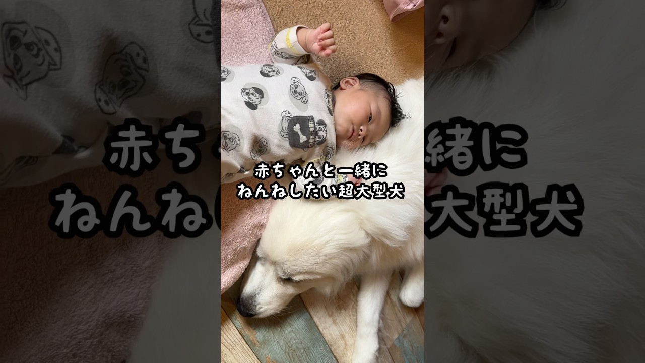 どうしても一緒に寝たい凸凹姉妹が可愛すぎる...♡