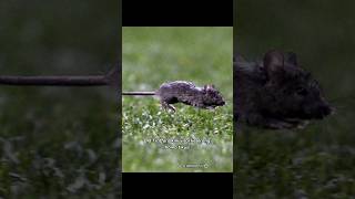 Viral hama tikus menyerang Old Trafford!