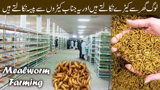 Mealworms farming in Pakistan | How To Start Mealworms Farming | How to Breed Mealworms by Pak Pet Zone 17,496 views 8 months ago 7 minutes, 39 seconds