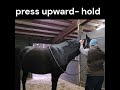 upper neck