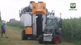 Vendemmia 2025 Uva Bianca