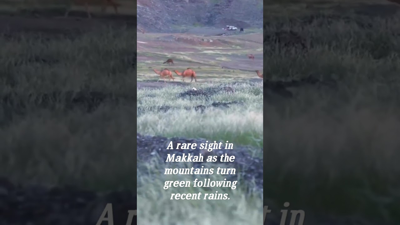 A rare sight in Makkah as the mountains turn green following recent