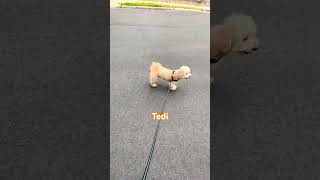 Every Walk Fills My Heart With Joy 🐶🐾 #doglife #puppy #pets #doggielife#theodoretedi #maltipoo #dog