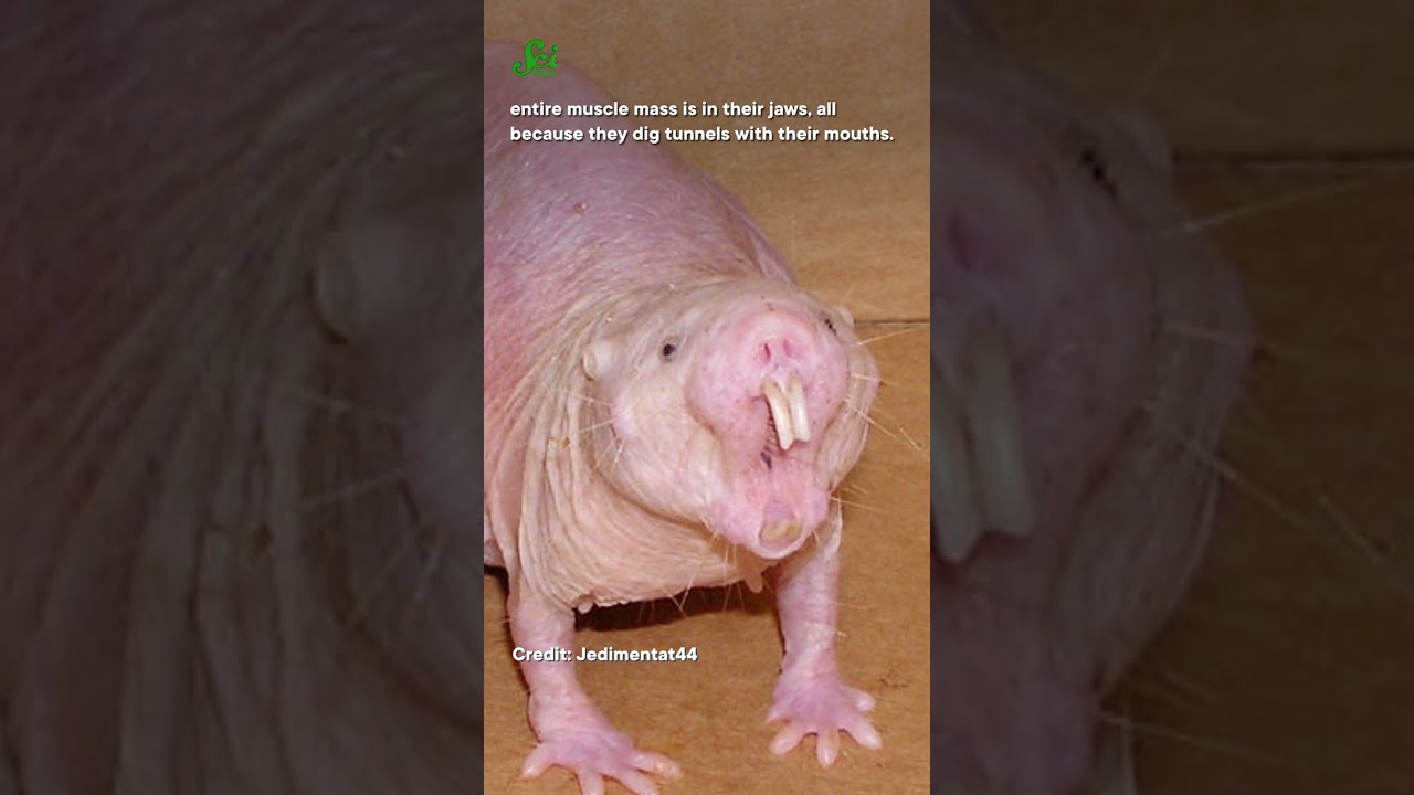 Why don’t naked mole rats age? 