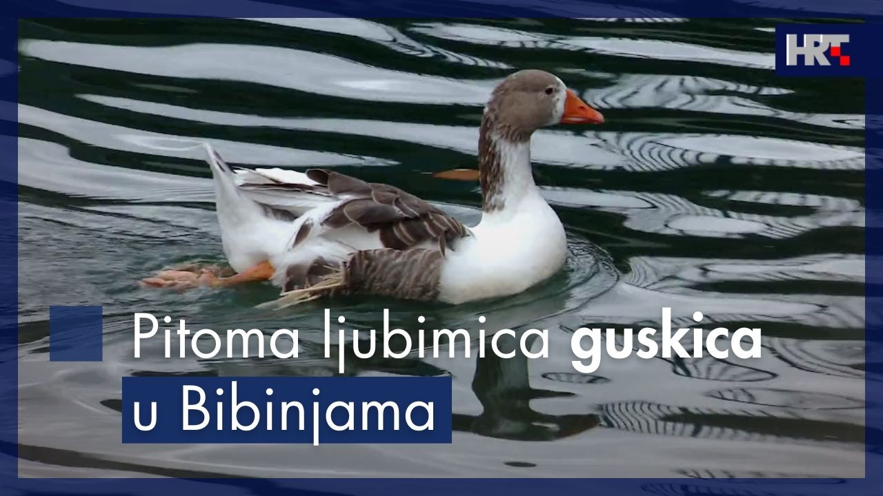 Pitoma ljubimica guskica u Bibinjama