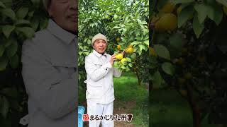 【日向夏】【日向夏みかん】【日向夏みかん】白皮ごと食べられる新食感！種なしの宮崎県産「日向夏」を産地直送でお届け #ニューサマーオレンジ #日向夏 #柑橘 #みかん #fruit #まるかじり九州