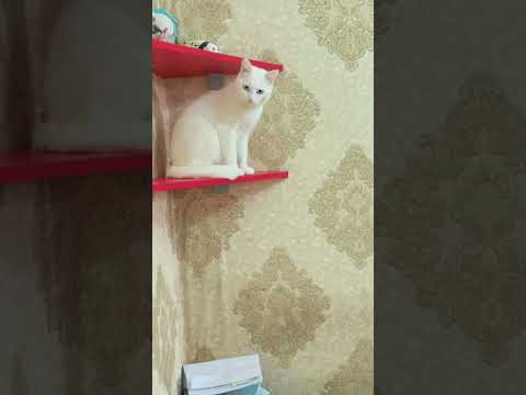 PİŞİKLƏR ~ PAMUK
