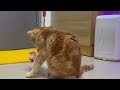 🐈 cute cat relaxing video 🐈⬛It's cute and soothing.Healing of the soul 🥰可愛い❤メロメロなりますねぃ❤癒やされますねぃ😍