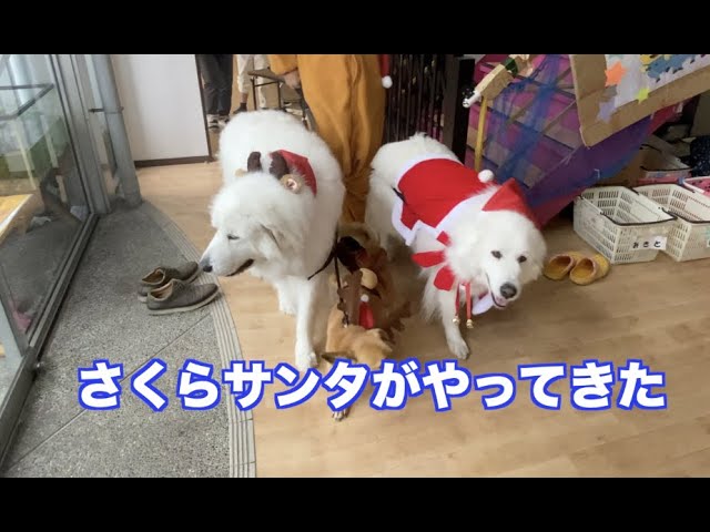グレートピレニーズサンタ トナカイ クリスマスプレゼントを施設に届けに