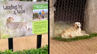 Cheetah's Emotional Support Dog