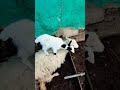 #goat#sheep💕#youtubeshorts#youtube@naxBiggio74MEF3
