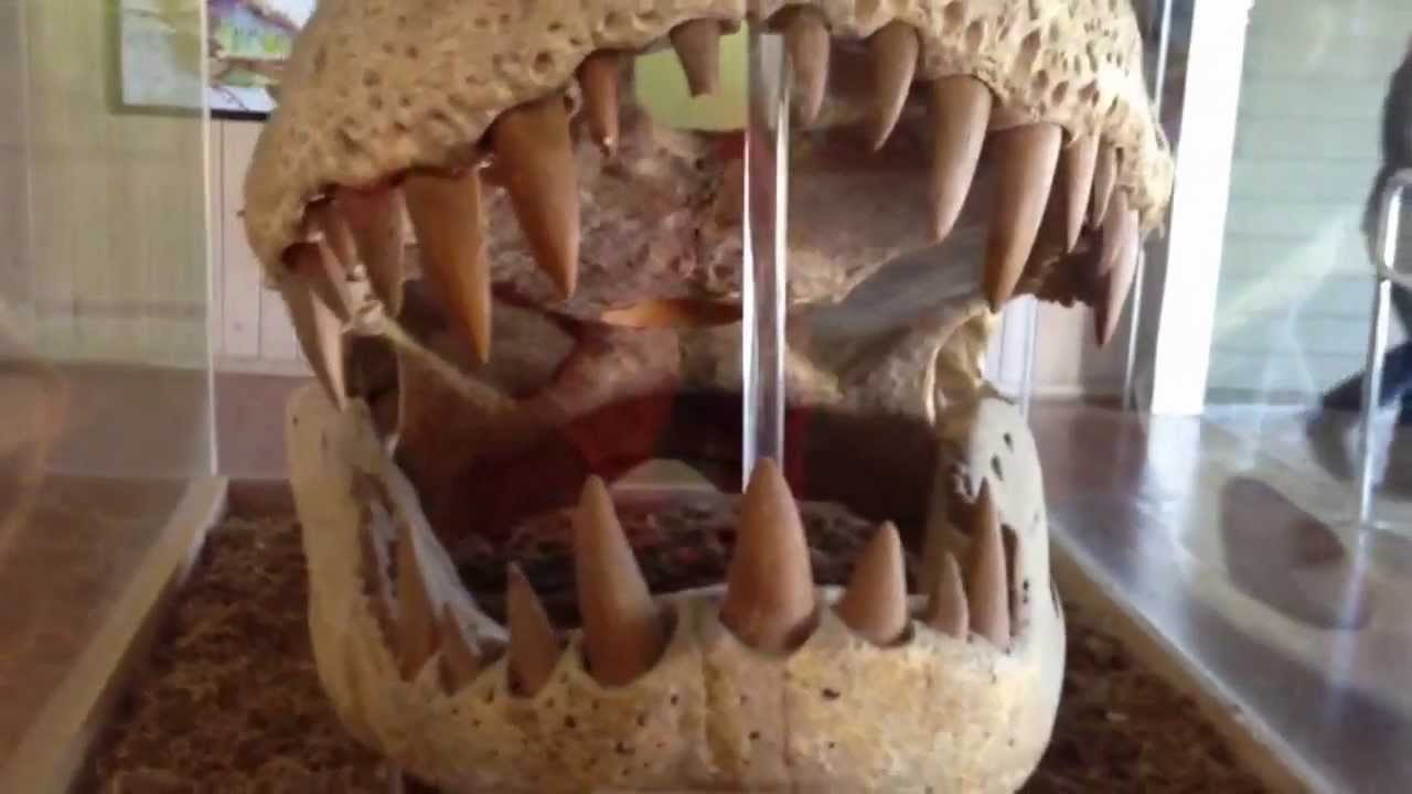 What was the largest predator that ever lived? YouTube