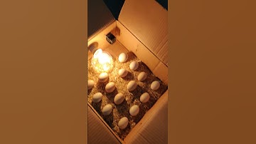 60 watt best Egg incubator #incubator #shorts