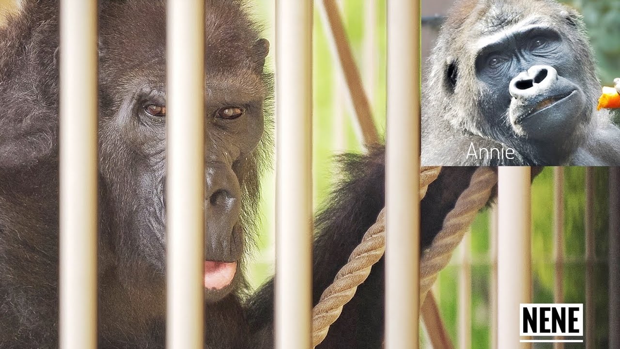 the once-frail Elderly Gorilla getting better | Nene | ANNIE's