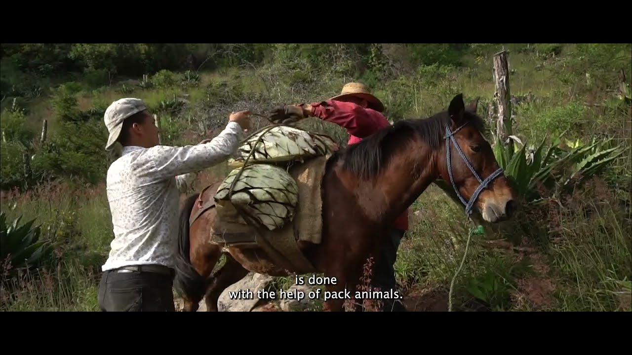 Etúcuaro la cuna del Mezcal Michoacano LA PROHIBICIÓN