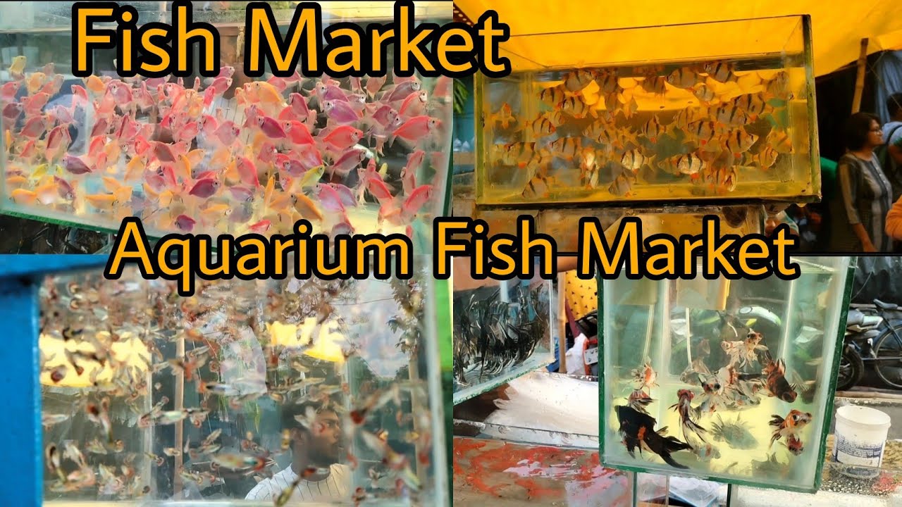Galiff Street Fish Market/Aquarium Fishes Price In Galiff Street YouTube